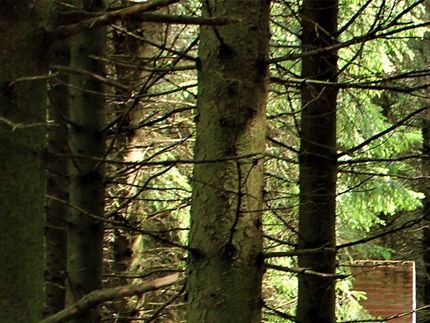 Besøger det unike, ved Skovsnogen, ”Deep Forest Art Land”